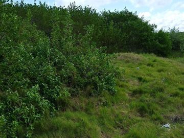 Terreno en San Benito, Yucatán, Cerca del Mar