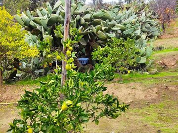 Parcela en Venta en Camino quebrada el Carrizo (F-678), cercano a quebrada de Alvarado, Olmué