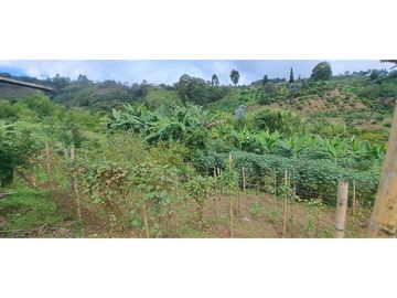 SE VENDE FINCA EN FREDONIA
