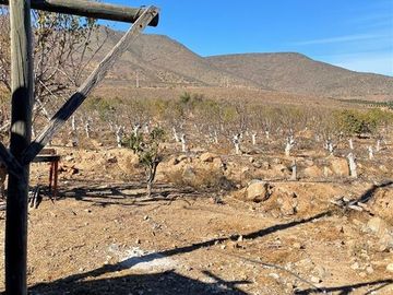 Agrícola en Venta en Peralillo Cruce Limahuida