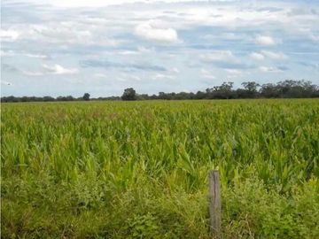 VENTA DE ESTANCIA EL PORVENIR- 200 HAS, J.CASTELLI -PROVINCIA DE CHACO