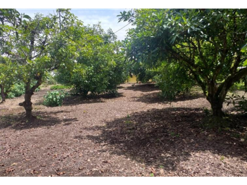 VENTA FINCA 5415 mts2 MARINILLA SECTOR ALTO DEL MERCADO - D