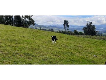 Se vende excelente finca en Cogua Cundinamarca