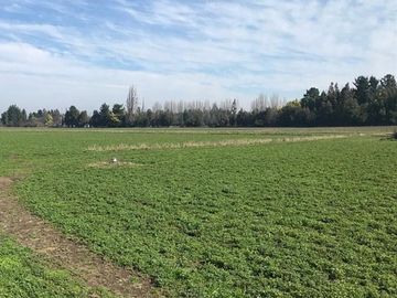 ESPECTACULAR PREDIO AGRÍCOLA CON CASA EN LOS ÁNGELES.