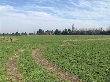 ESPECTACULAR PREDIO AGRÍCOLA CON CASA EN LOS ÁNGELES.