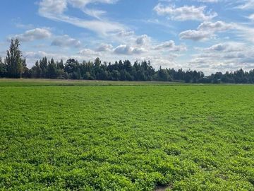 ESPECTACULAR PREDIO AGRÍCOLA CON CASA EN LOS ÁNGELES.