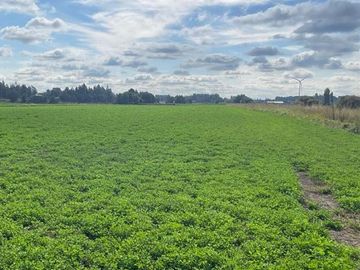 ESPECTACULAR PREDIO AGRÍCOLA CON CASA EN LOS ÁNGELES.