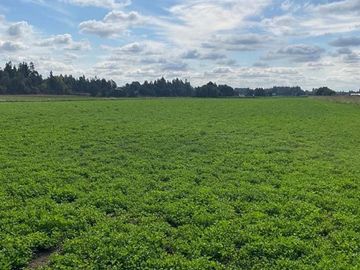 ESPECTACULAR PREDIO AGRÍCOLA CON CASA EN LOS ÁNGELES.