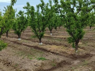 Finca en Venta en Bowen, General Alvear, Mendoza