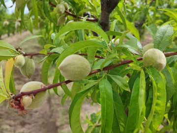 Finca en Venta en Bowen, General Alvear, Mendoza