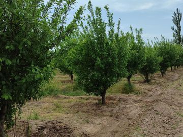 Finca en Venta en Bowen, General Alvear, Mendoza