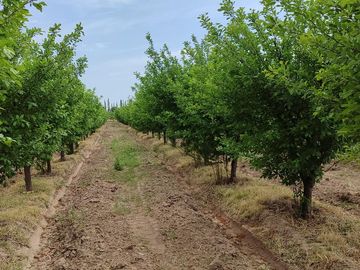 Finca en Venta en Bowen, General Alvear, Mendoza