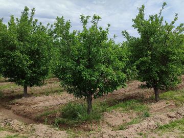 Finca en Venta en Bowen, General Alvear, Mendoza