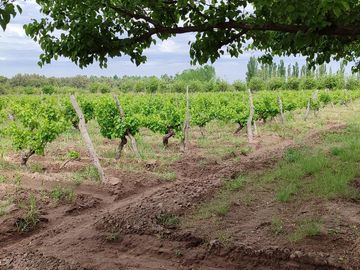 Finca en Venta en Bowen, General Alvear, Mendoza