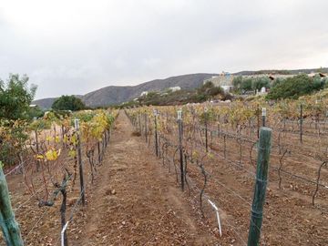 CASA con VIÑEDO en Valle de Guadalupe Quinta Estrella: Exclusividad, Sustentabil