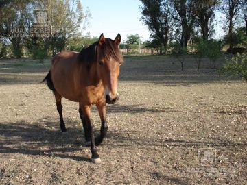 Venta - Casa de 4 dormitorios - Campos del Virrey - Camino a Alta Gracia