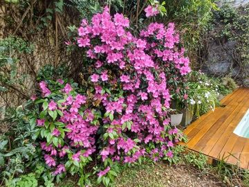 Casa impecable estado de 4 dormitorios y hermoso jardin en Olivos-Vias/Maipu