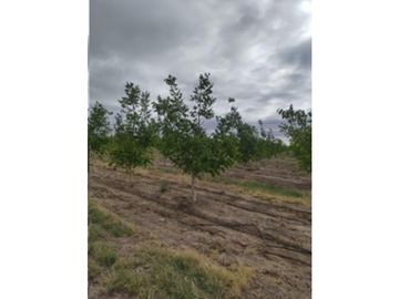 VENDE – FINCA DE 86 HECTREAS, UBICADAS EN ANCHORIS, TUPUNGATO,MENDOZA