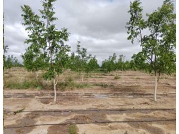 VENDE – FINCA DE 86 HECTREAS, UBICADAS EN ANCHORIS, TUPUNGATO,MENDOZA