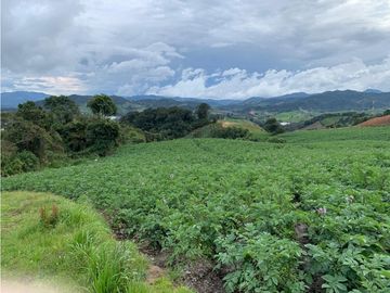 vendo finca, lote, terreno. la unión Antioquia 3, 9 Hectáreas