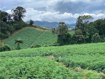 vendo finca, lote, terreno. la unión Antioquia 3, 9 Hectáreas