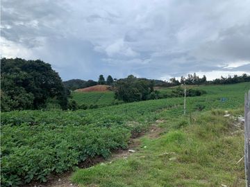 vendo finca, lote, terreno. la unión Antioquia 3, 9 Hectáreas