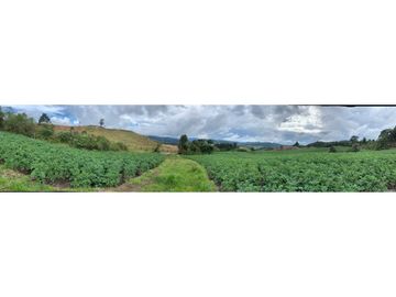 vendo finca, lote, terreno. la unión Antioquia 3, 9 Hectáreas