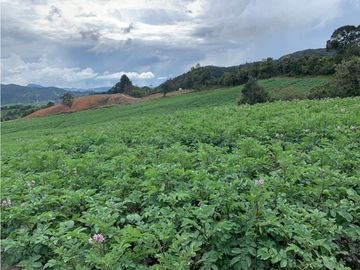 vendo finca, lote, terreno. la unión Antioquia 3, 9 Hectáreas