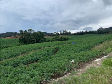 vendo finca, lote, terreno. la unión Antioquia 3, 9 Hectáreas