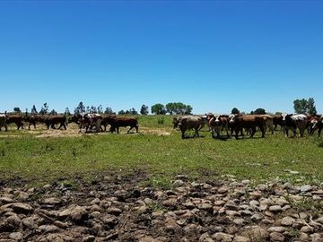 Parcela en Venta en  Linares