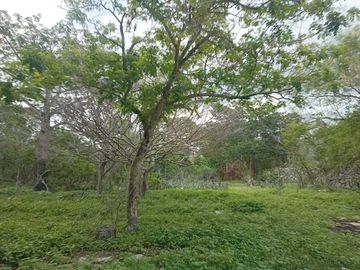 Terreno de 297 Hectáreas carretera  Tetiz - Celestún