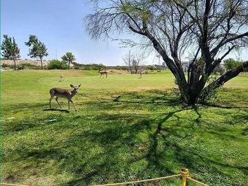 CLUB DE GOLF LAS AVES