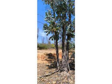 ¡OPORTUNIDAD! PARCELA DE 5.000 M2 VALLE VERDE MAR - QUILPUÉ