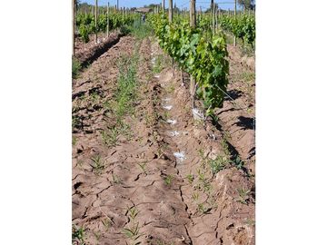 FINCA EN VENTA  VIÑEDO MENDOZA 7HA LUJAN DE CUYO