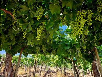 FINCA EN VENTA  VIÑEDO MENDOZA 7HA LUJAN DE CUYO