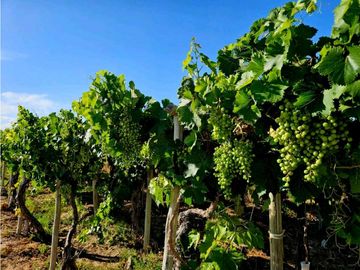 FINCA EN VENTA  VIÑEDO MENDOZA 7HA LUJAN DE CUYO