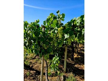 FINCA EN VENTA  VIÑEDO MENDOZA 7HA LUJAN DE CUYO