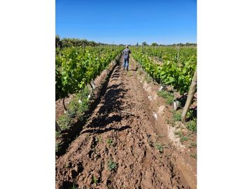 FINCA EN VENTA  VIÑEDO MENDOZA 7HA LUJAN DE CUYO