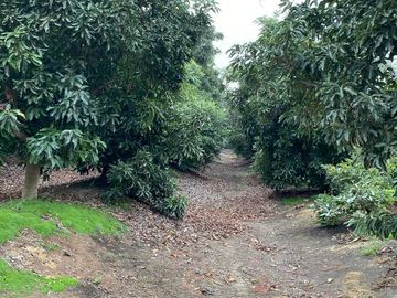 Se Vende 2,7 hectáreas, con Bella Casa y plantación de Palto