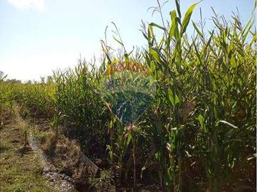 Vida de Campo Hermosos Paisajes Terreno Productivo