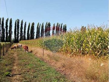 Vida de Campo Hermosos Paisajes Terreno Productivo