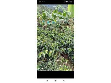 SE VENDE FINCA PRODUCTIVA DE CAFE 7 HECTAREAS EN QUINDIO GENOVA
