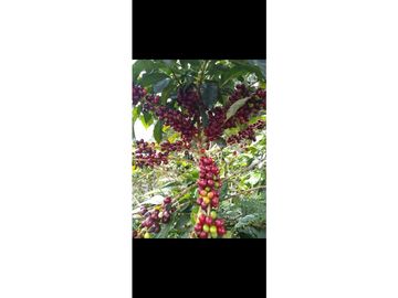 SE VENDE FINCA PRODUCTIVA DE CAFE 7 HECTAREAS EN QUINDIO GENOVA