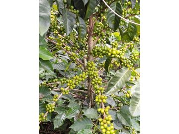 SE VENDE FINCA PRODUCTIVA DE CAFE 7 HECTAREAS EN QUINDIO GENOVA