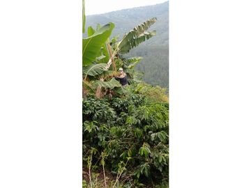 SE VENDE FINCA PRODUCTIVA DE CAFE 7 HECTAREAS EN QUINDIO GENOVA