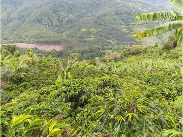 SE VENDE FINCA PRODUCTIVA DE CAFE 7 HECTAREAS EN QUINDIO GENOVA