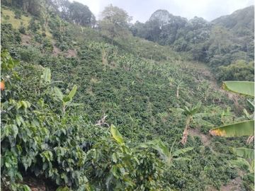 SE VENDE FINCA PRODUCTIVA DE CAFE 7 HECTAREAS EN QUINDIO GENOVA