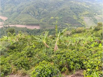 SE VENDE FINCA PRODUCTIVA DE CAFE 7 HECTAREAS EN QUINDIO GENOVA