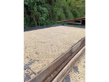 SE VENDE FINCA PRODUCTIVA DE CAFE 7 HECTAREAS EN QUINDIO GENOVA
