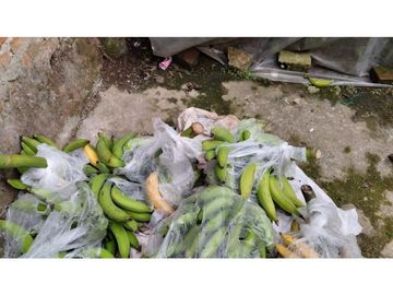 SE VENDE FINCA PRODUCTIVA DE CAFE 7 HECTAREAS EN QUINDIO GENOVA